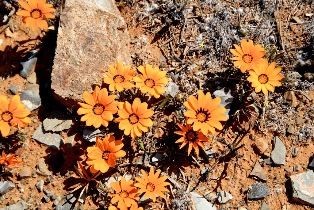 Flowers along the road, you can see them for only a short period in SA spring time