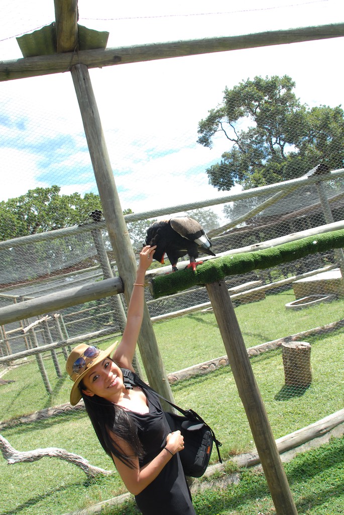 The eagle liked being caressed on the neck