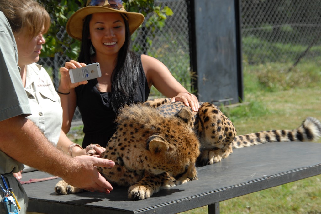 Getting very close to a cheetah at Maholoholo animal conservatory. All animals there were found wounded or poisoned. The people there are doing a great job in healing the animals, knowing that most of them can never be released into the wild again because of their injuries. 