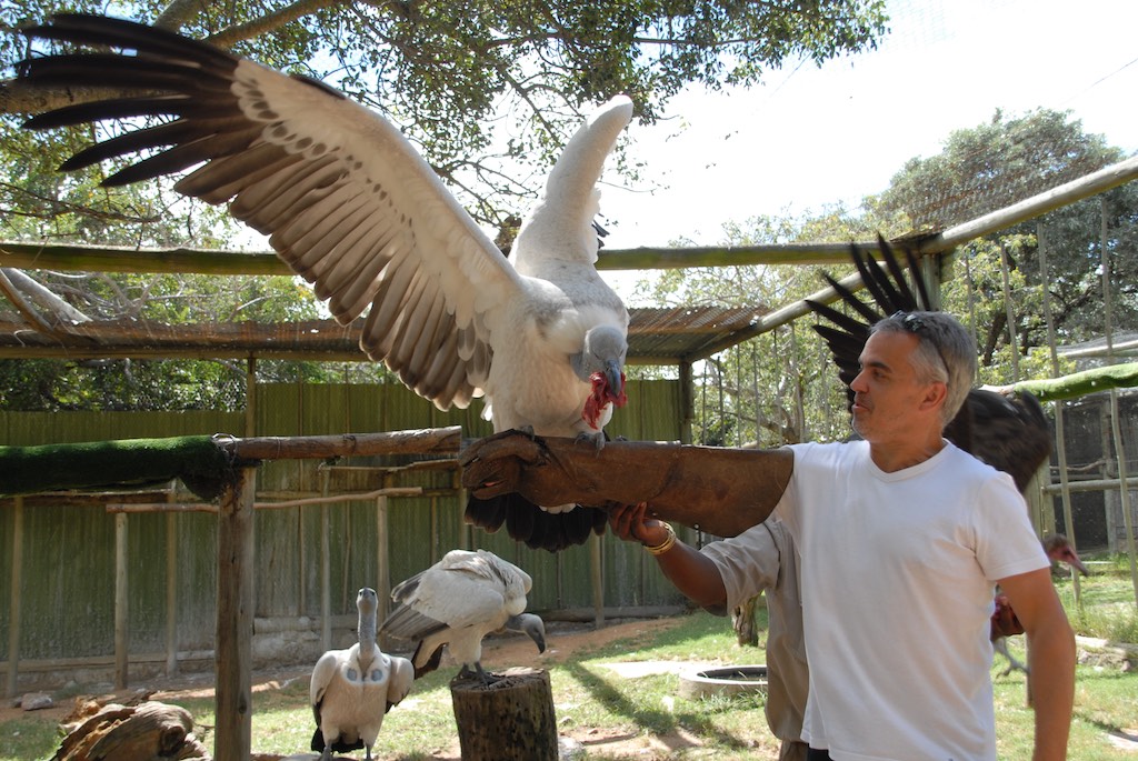 Vultures are often poisoned because some people still believe they can do some "magic" with parts of their body