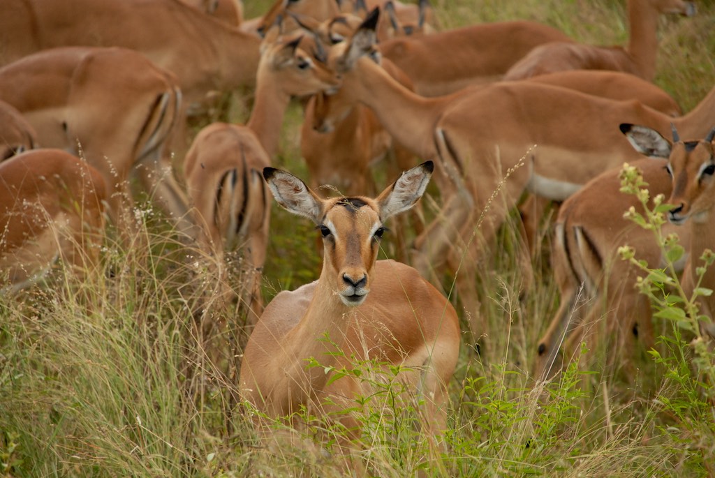No big surprise: impalas