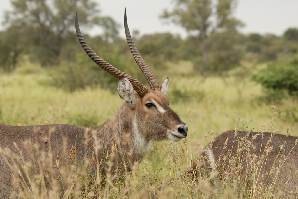 Can't remember the name of these animals