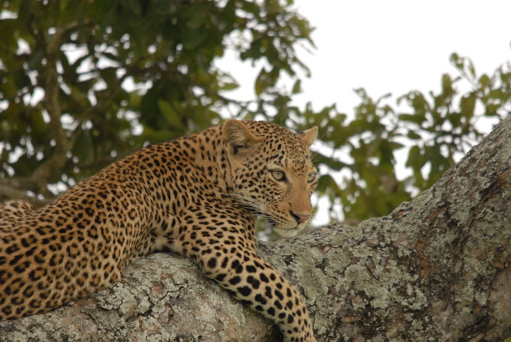 We were lucky spotting the leopard while driving along a dirt road