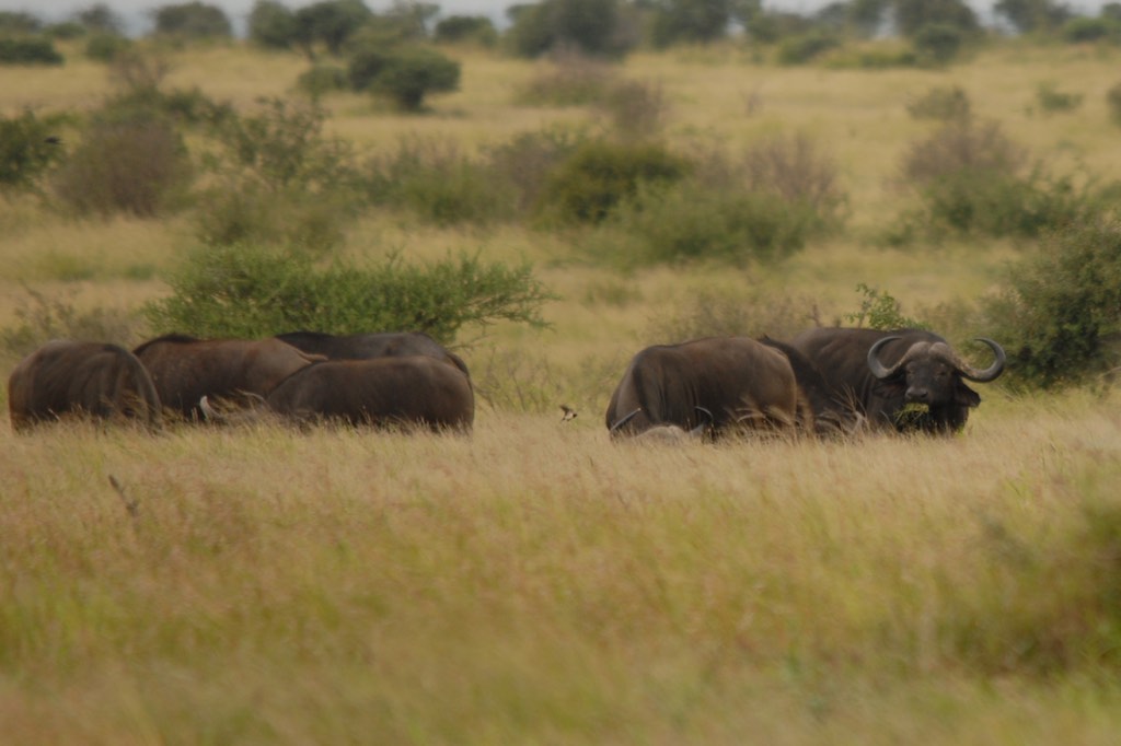 Our only sighting of a buffalo herd