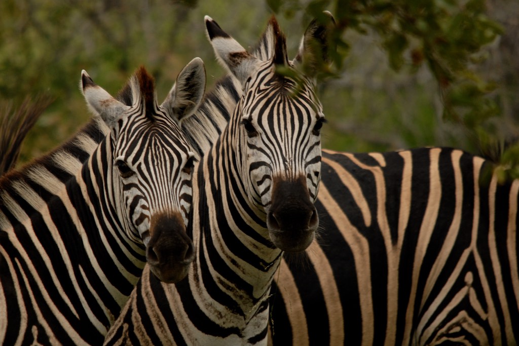Curious zebras