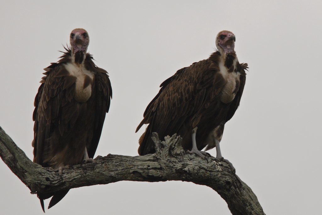 Vultures