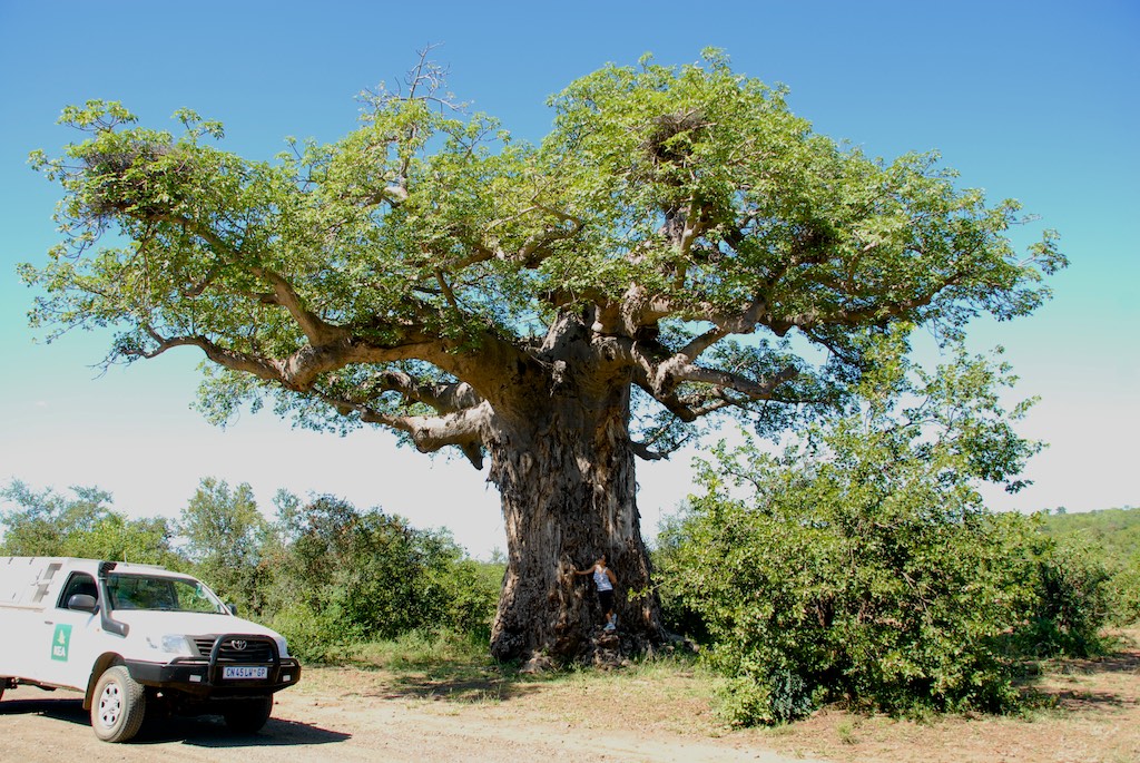 A Baobab tree