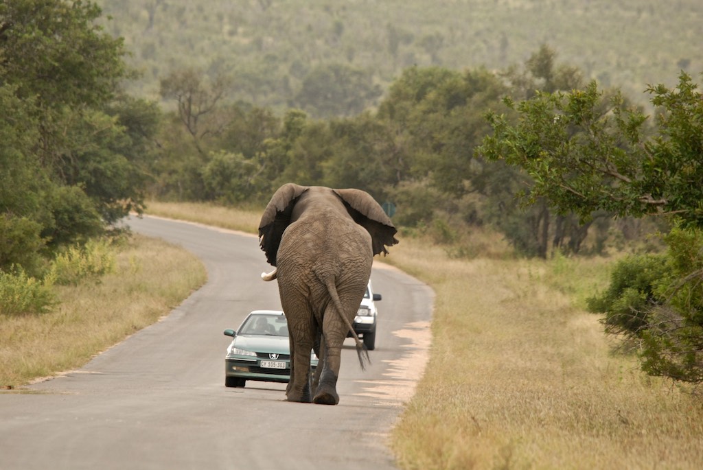 These crazy visitor obviously haven't read the brochure. 3 weeks ago an elephant had to be shot after having been in exactly the same situation - except that in this case the elephant turned the car upside down! 