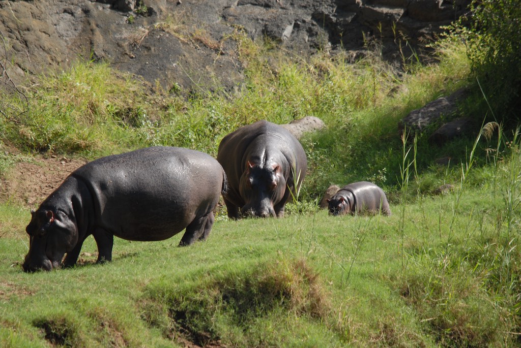 Happy hippo family