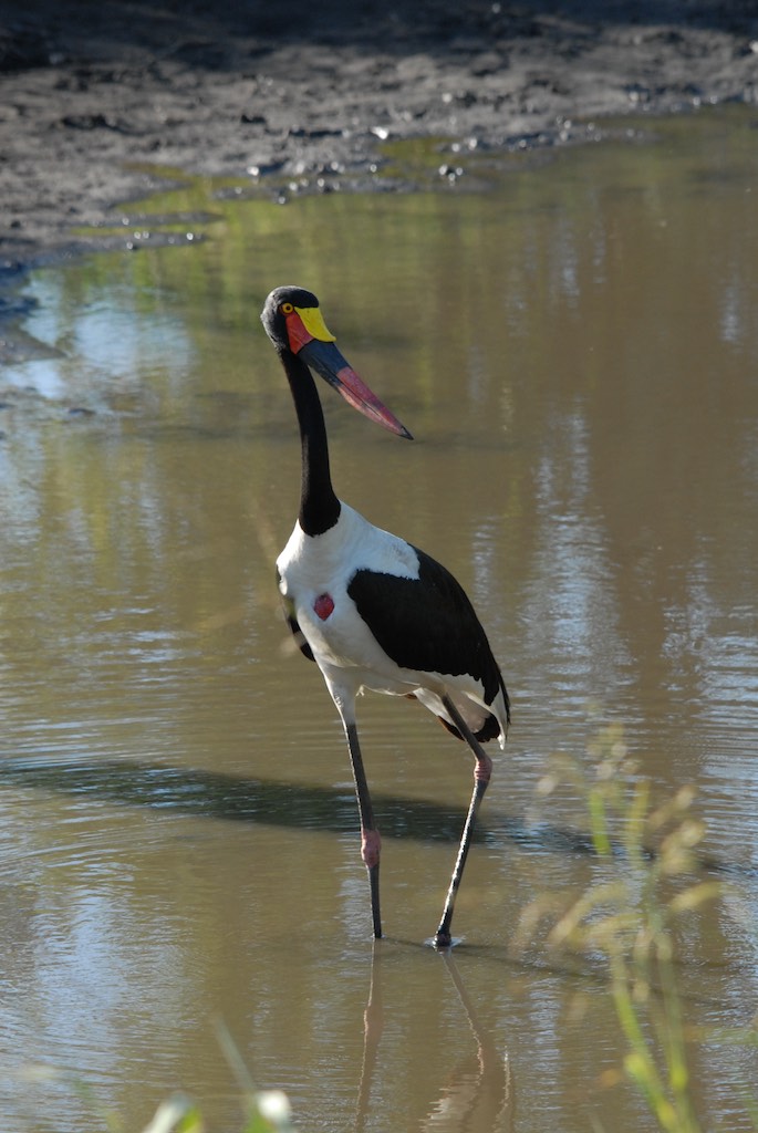 Looks like the heraldic bird for Germany