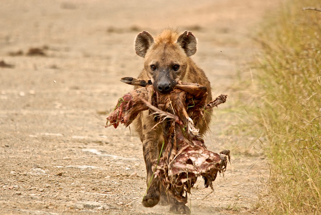 Breakfast time in the bush