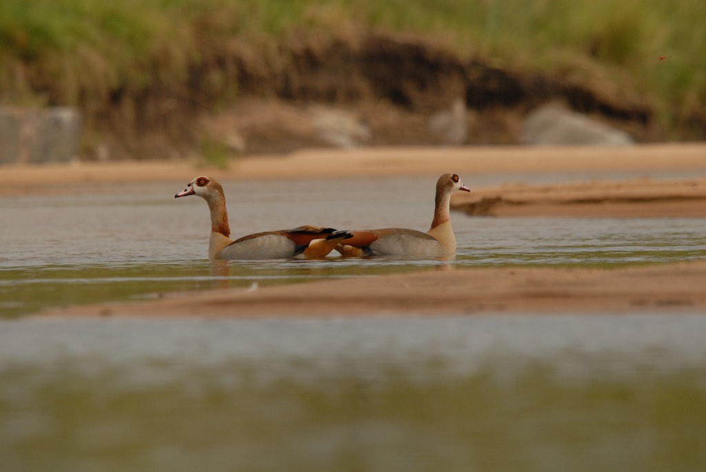 Ducks