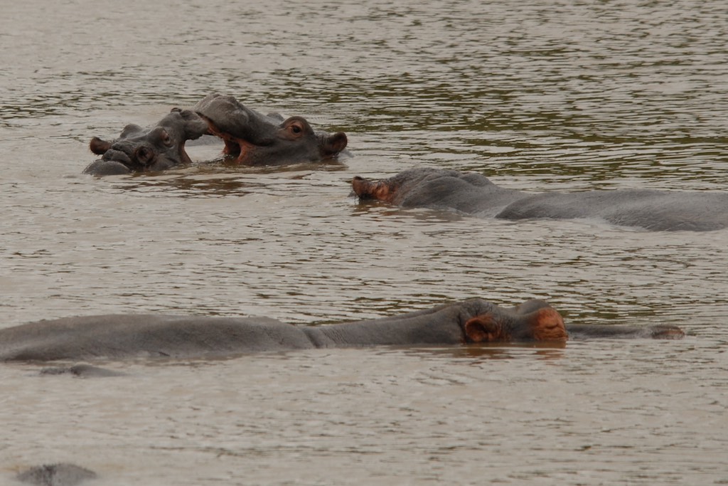 Kissing hippos ?