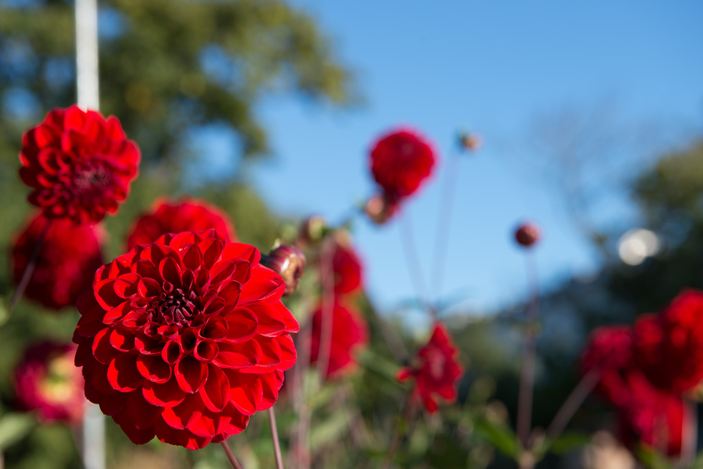 Autumn flowers 