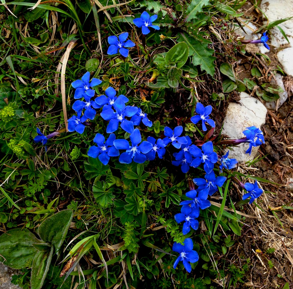 Spring flowers in the mountains