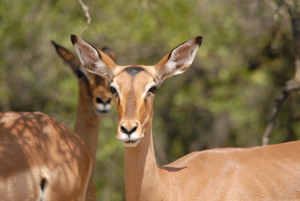 Beautiful Impalas, some locals told us that they are also called "McDonalds" fro lions