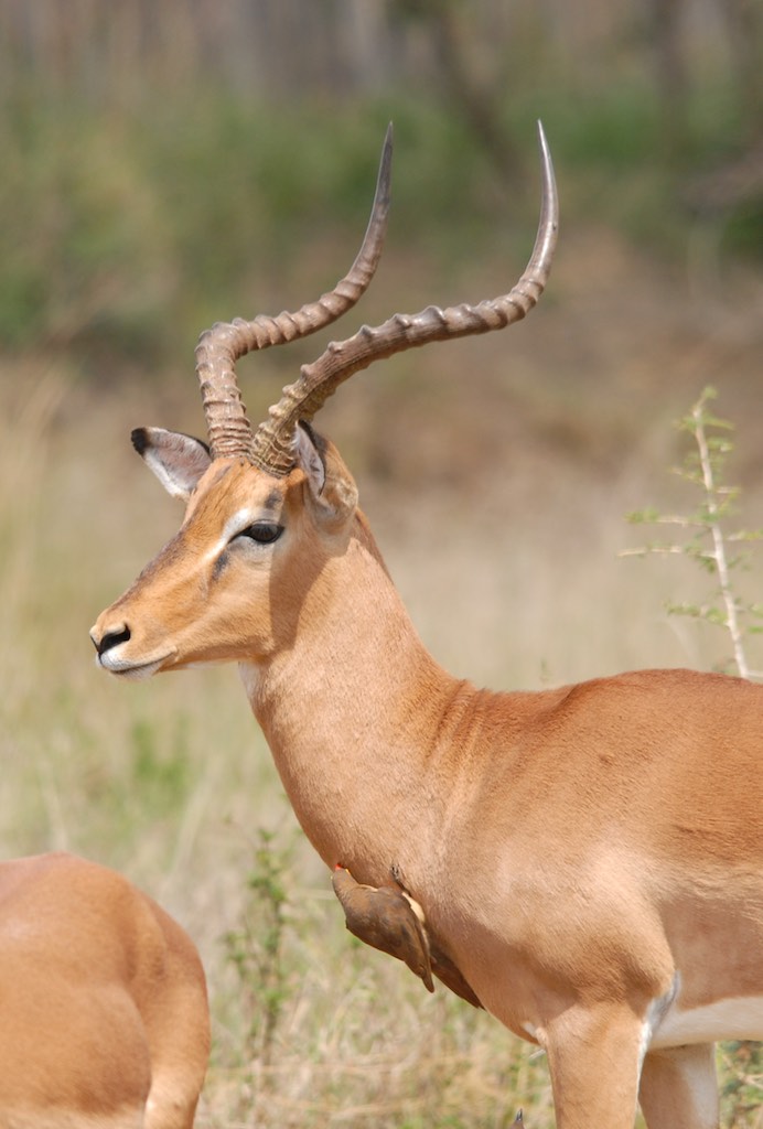 Male impala