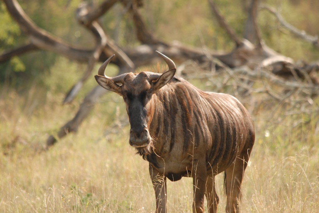 Wildebeest / Gnu