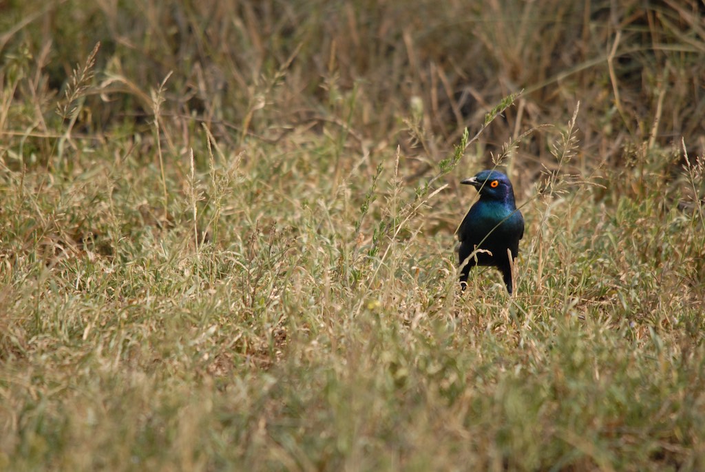 Shamwari bird