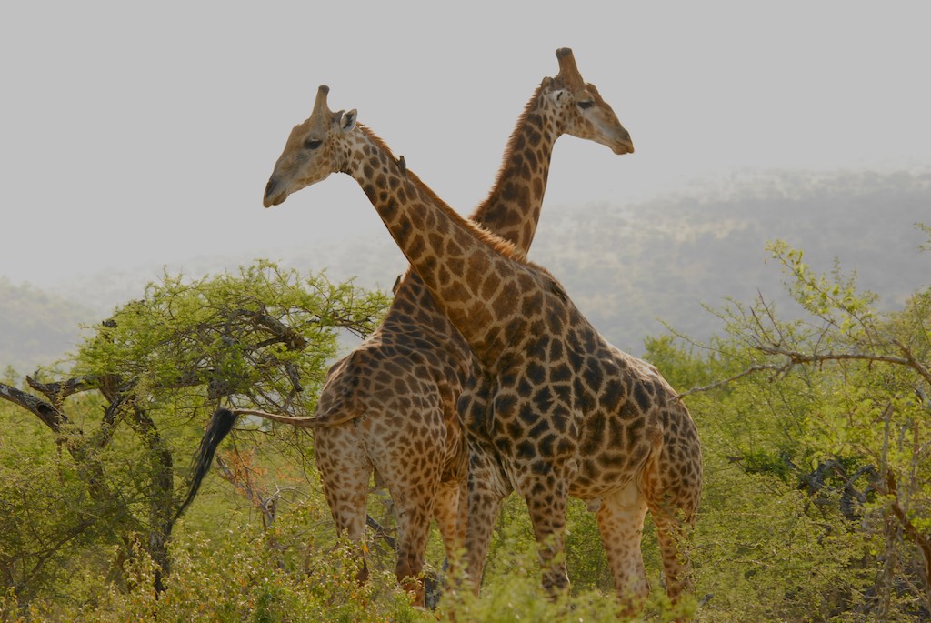 Finally, some giraffes 