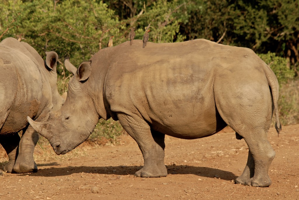 More rhinos, we saw many of them all day long