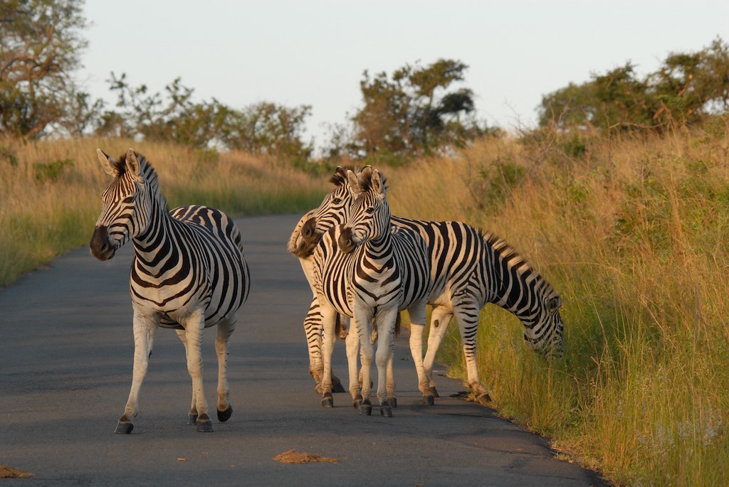 Zebra on the way back to the camp