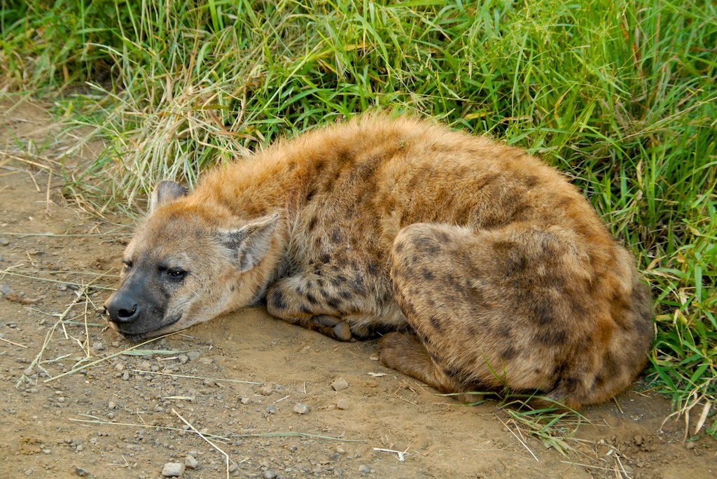 First animal spotting in the morning. That guy watched us closely but was totally unimpressed.