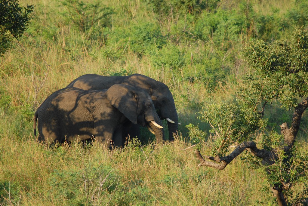 First elephants in sight
