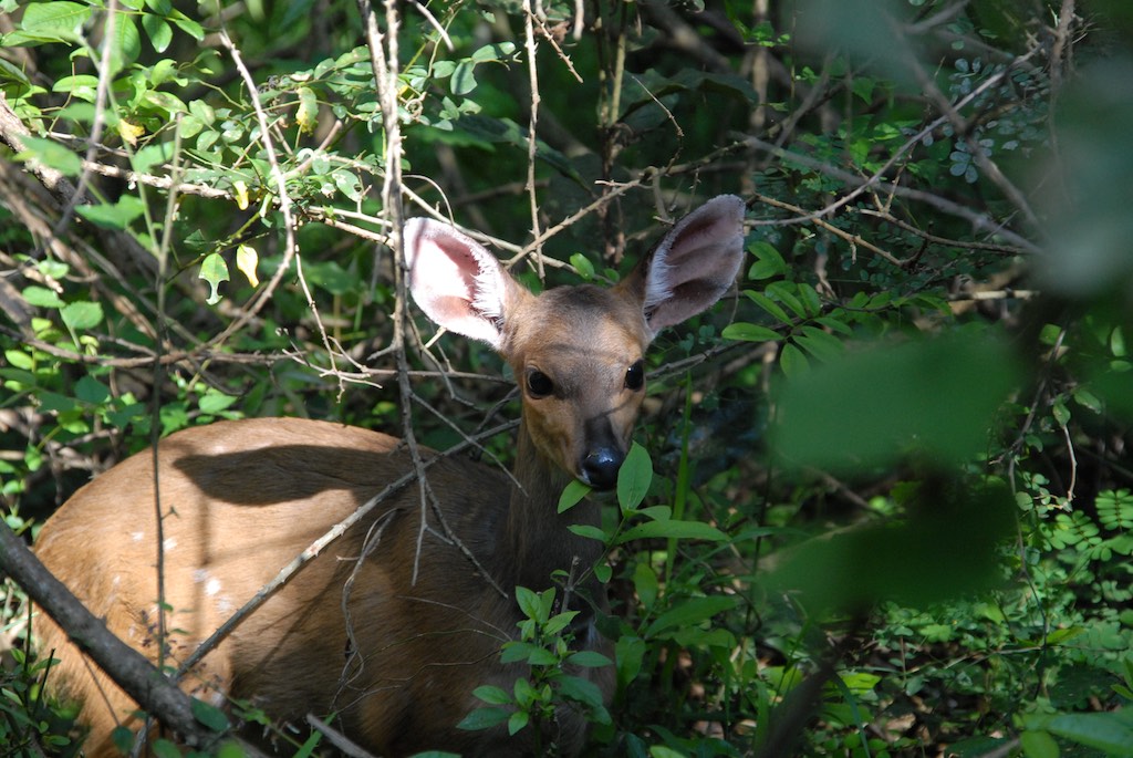 This kid was right behind our bungalow