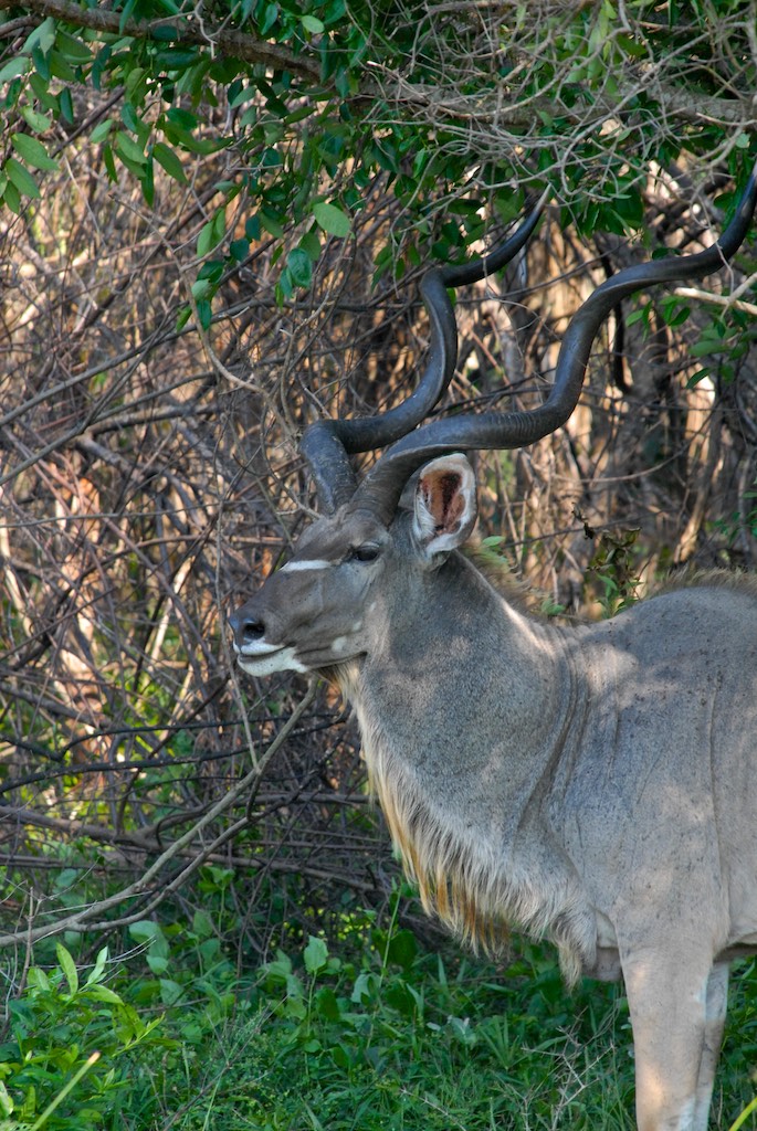 Male kudu