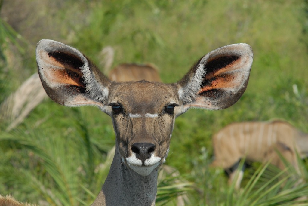 Another kudu watching us