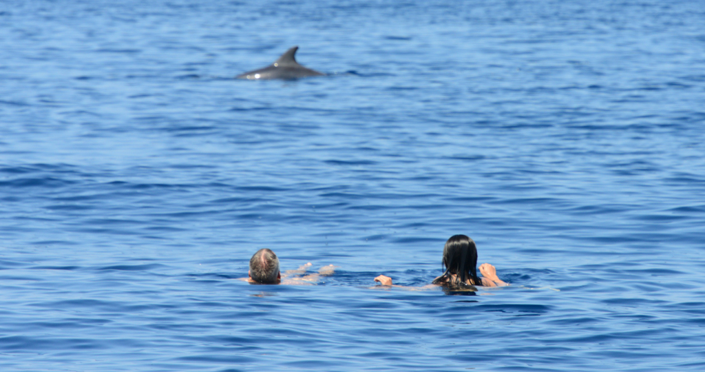 Swimming with dolphins