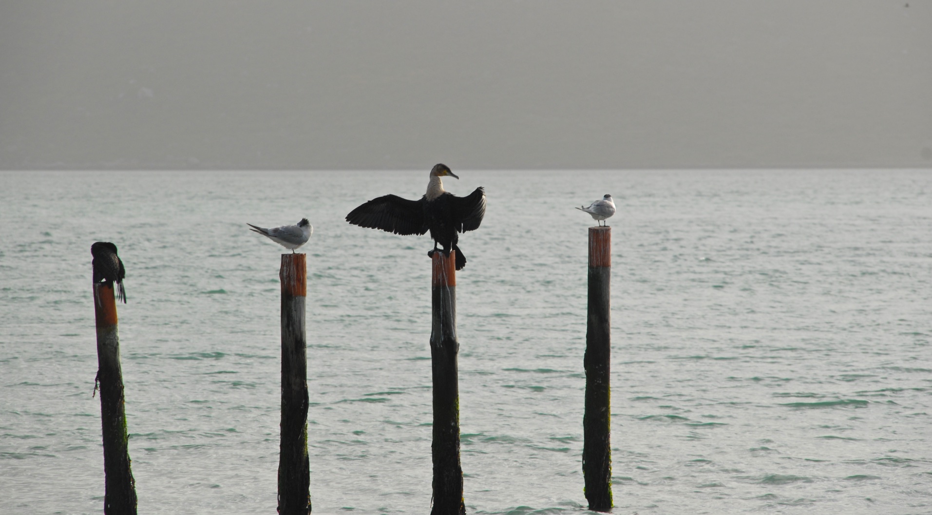 langebaan04