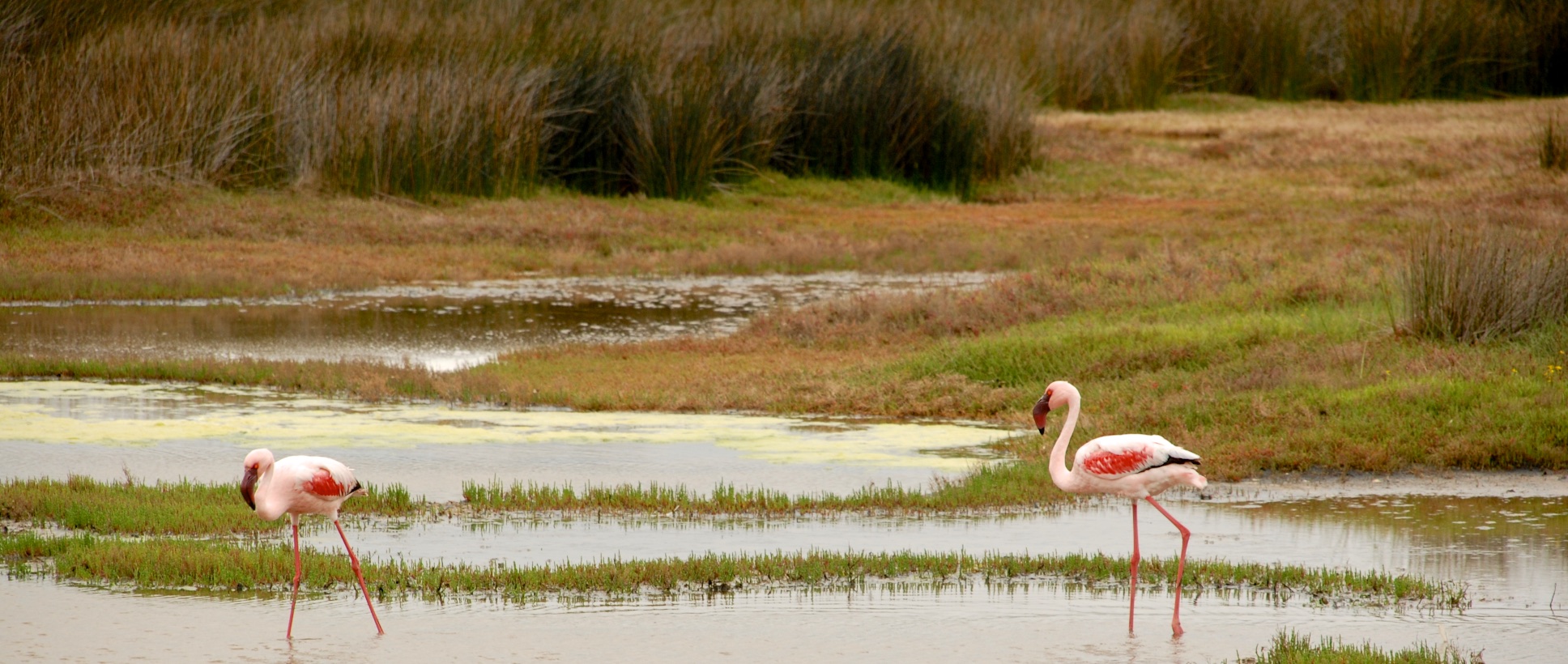 langebaan05