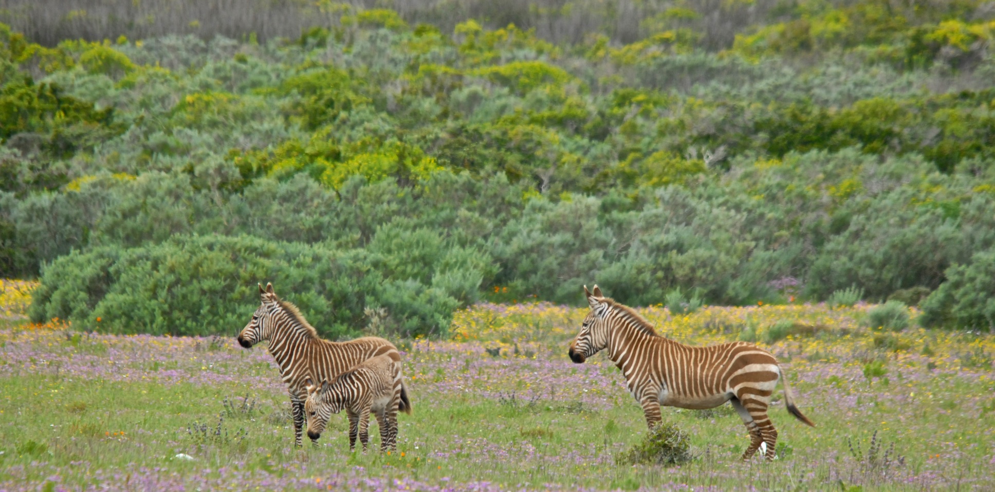 langebaan14