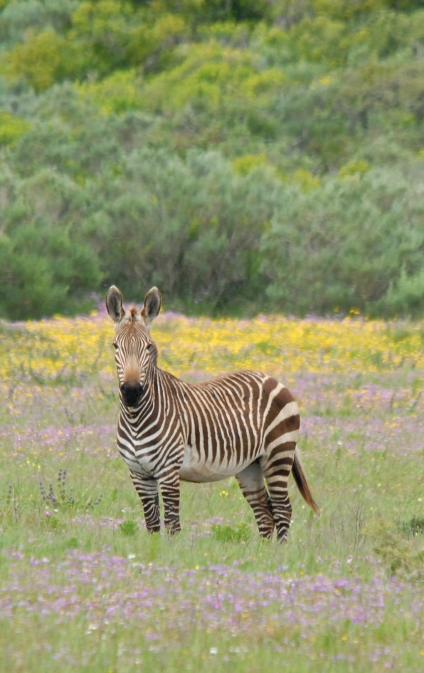 langebaan15