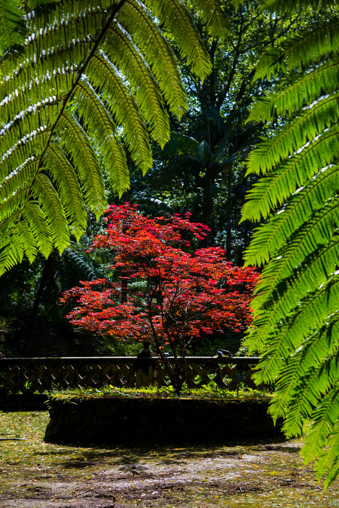 Azores-30